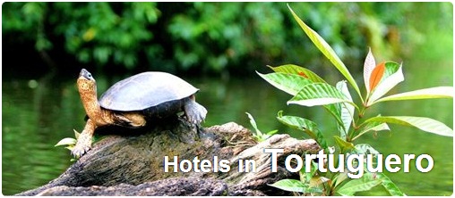 Hotels in Tortuguero